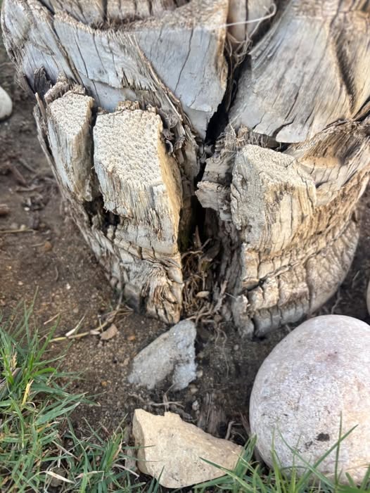 ازي اقفل الثغور الي في نخل البلح مع العلم ان التاج سليم